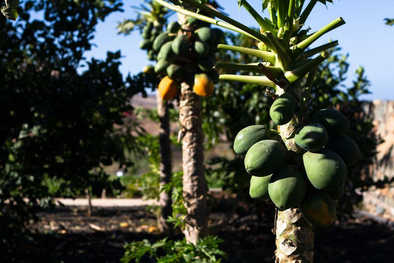 Finca Arbequina Пайара Экстерьер фото
