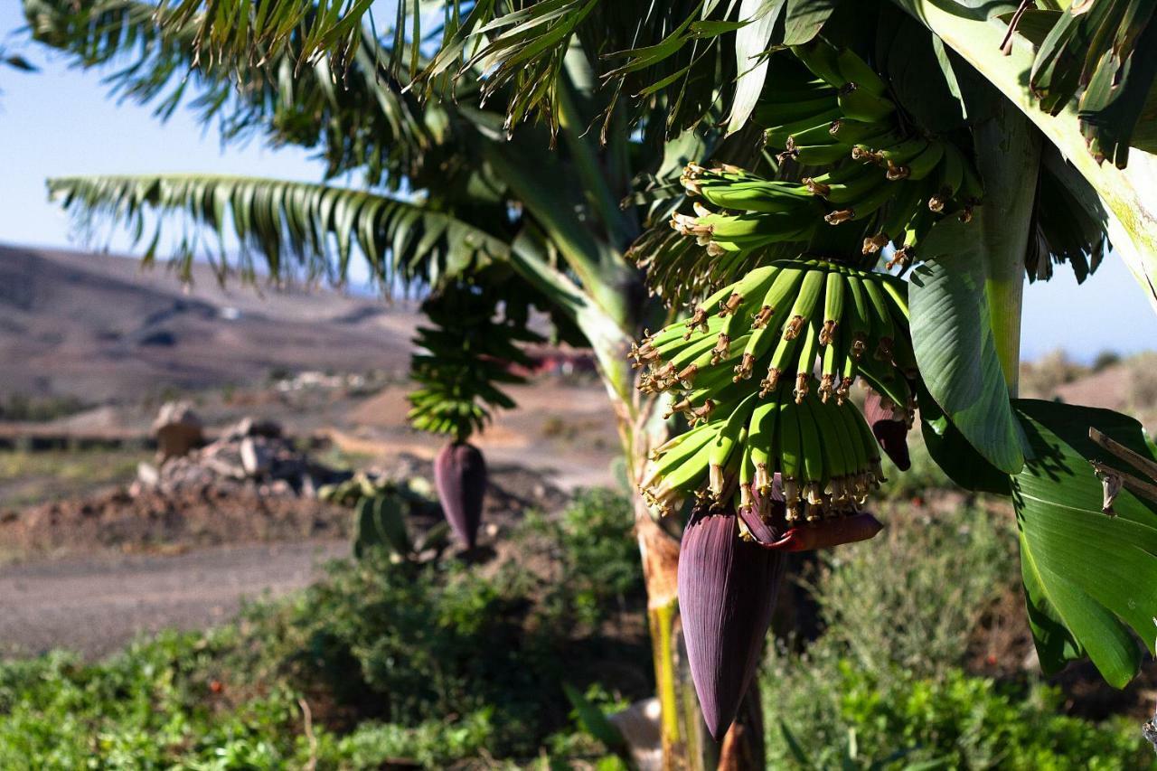 Finca Arbequina Пайара Экстерьер фото