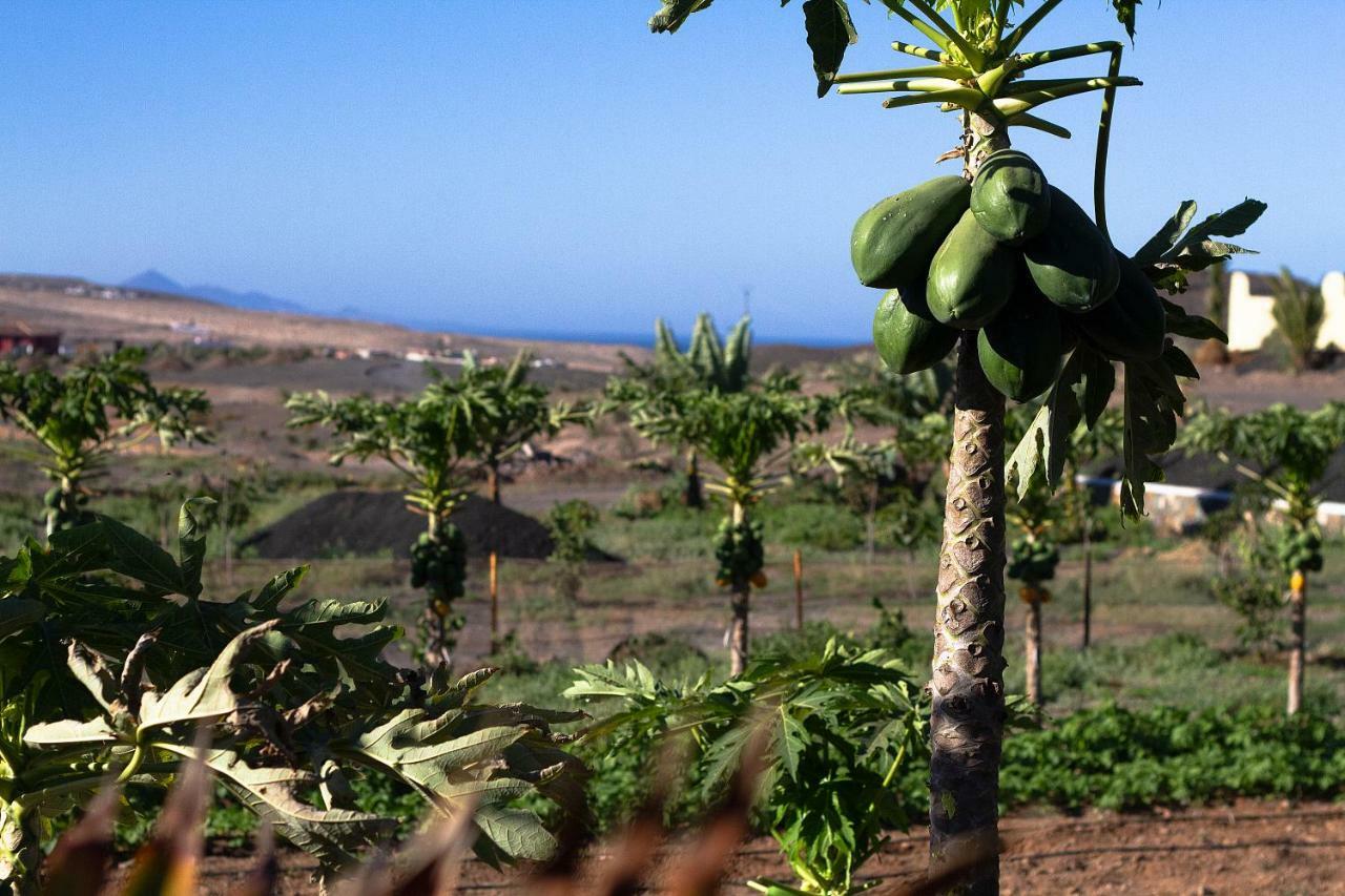 Finca Arbequina Пайара Экстерьер фото