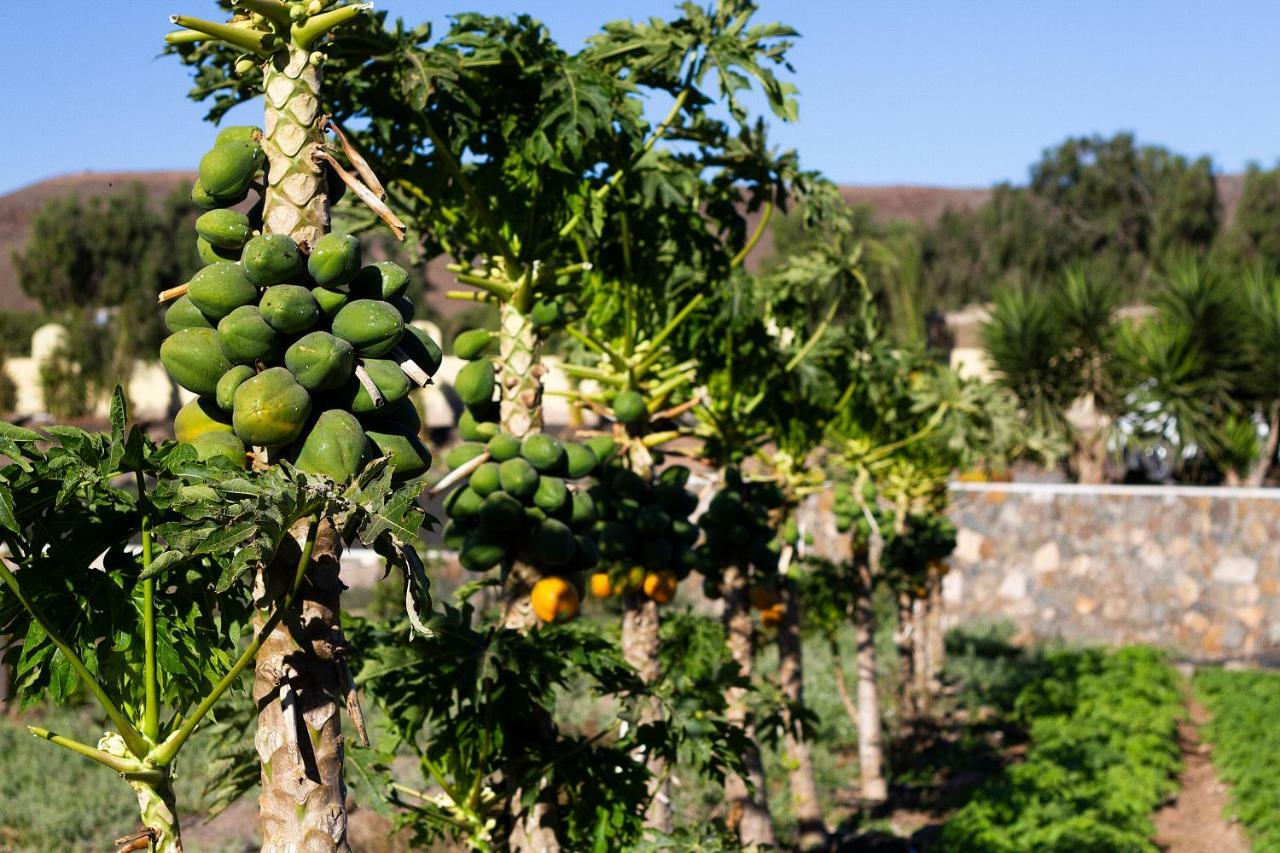 Finca Arbequina Пайара Экстерьер фото