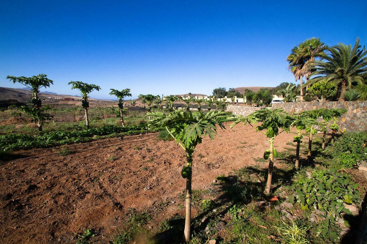 Finca Arbequina Пайара Экстерьер фото
