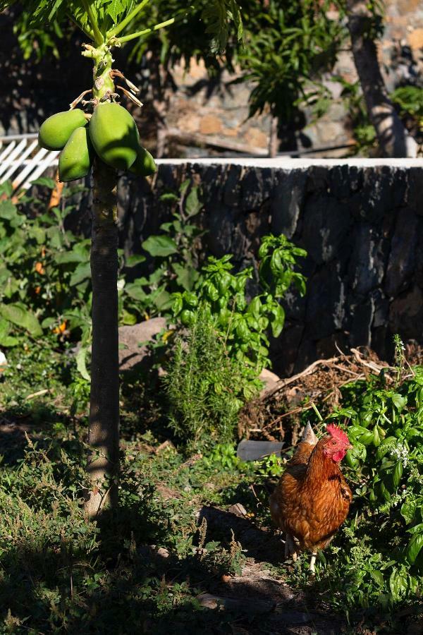 Finca Arbequina Пайара Экстерьер фото